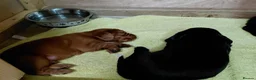 Cocker Spaniel dogs for sale: Fully Health Tested KC Reg Working Cocker Spaniels in Sheffield - Advert 28