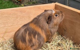 Guinea Pig rodents for sale: Young Guinea Pigs – 3 Litters Ready & Reserve - Image 19