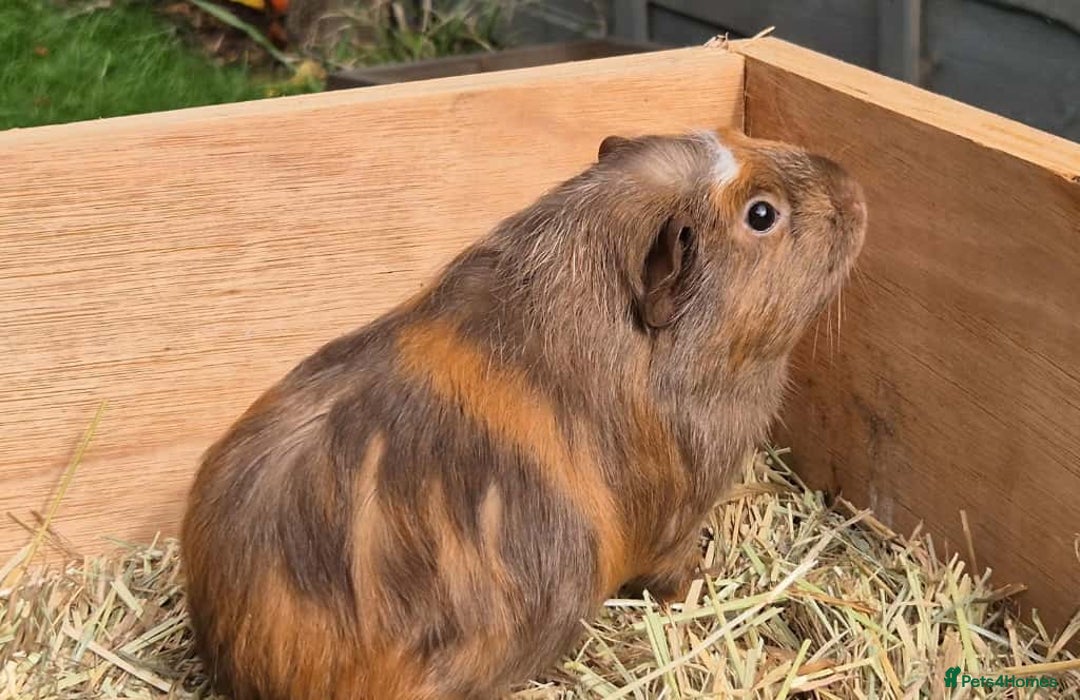 Guinea Pig rodents for sale: Young Guinea Pigs – 3 Litters Ready & Reserve - Image 19