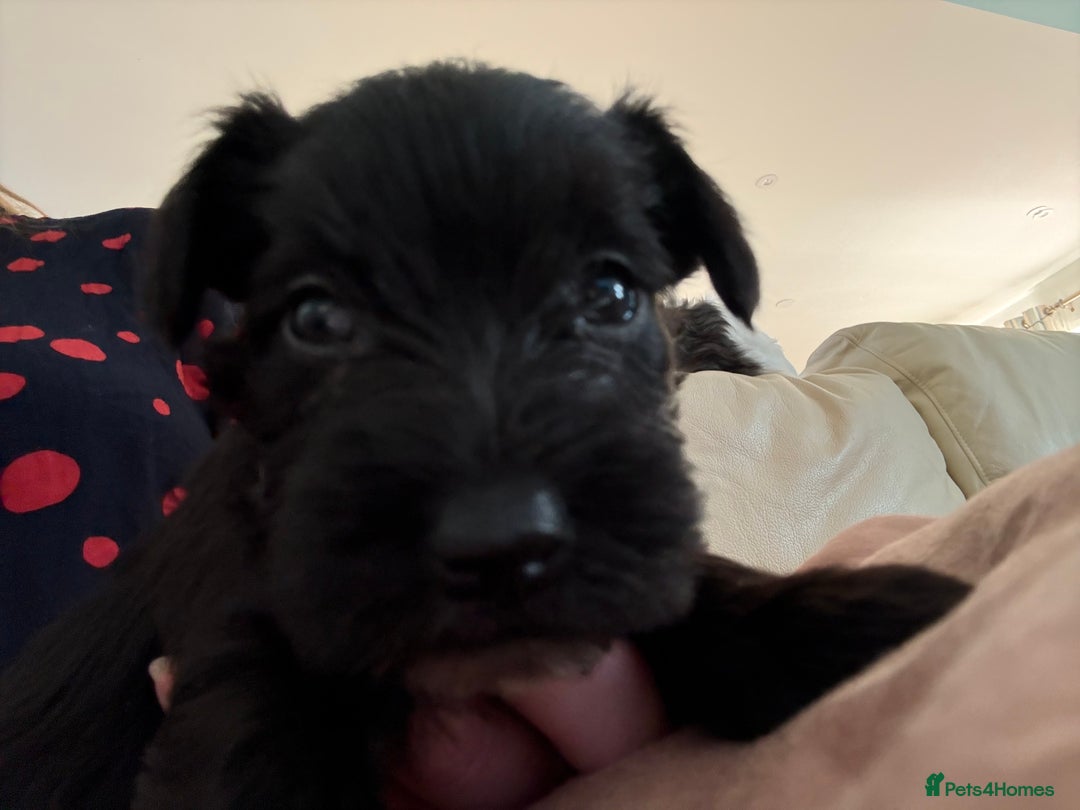 Miniature Schnauzer dogs for sale: Gorgeous KC Reg mini Schnauzers 1 black girl left  - Advert 21