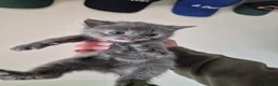 Mixed Breed cats for sale: Three female kittens - Advert 8
