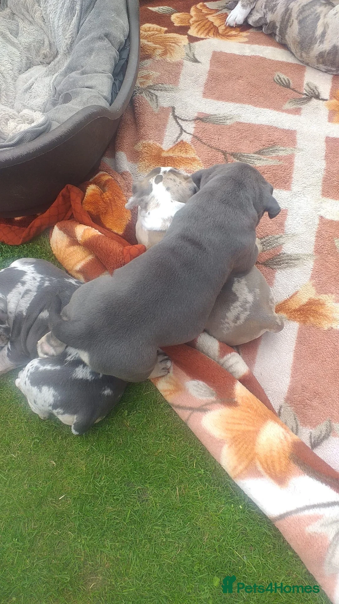 American Bully dogs for stud: Merle ABKC american pocket bully stud in Leicester - Advert 30