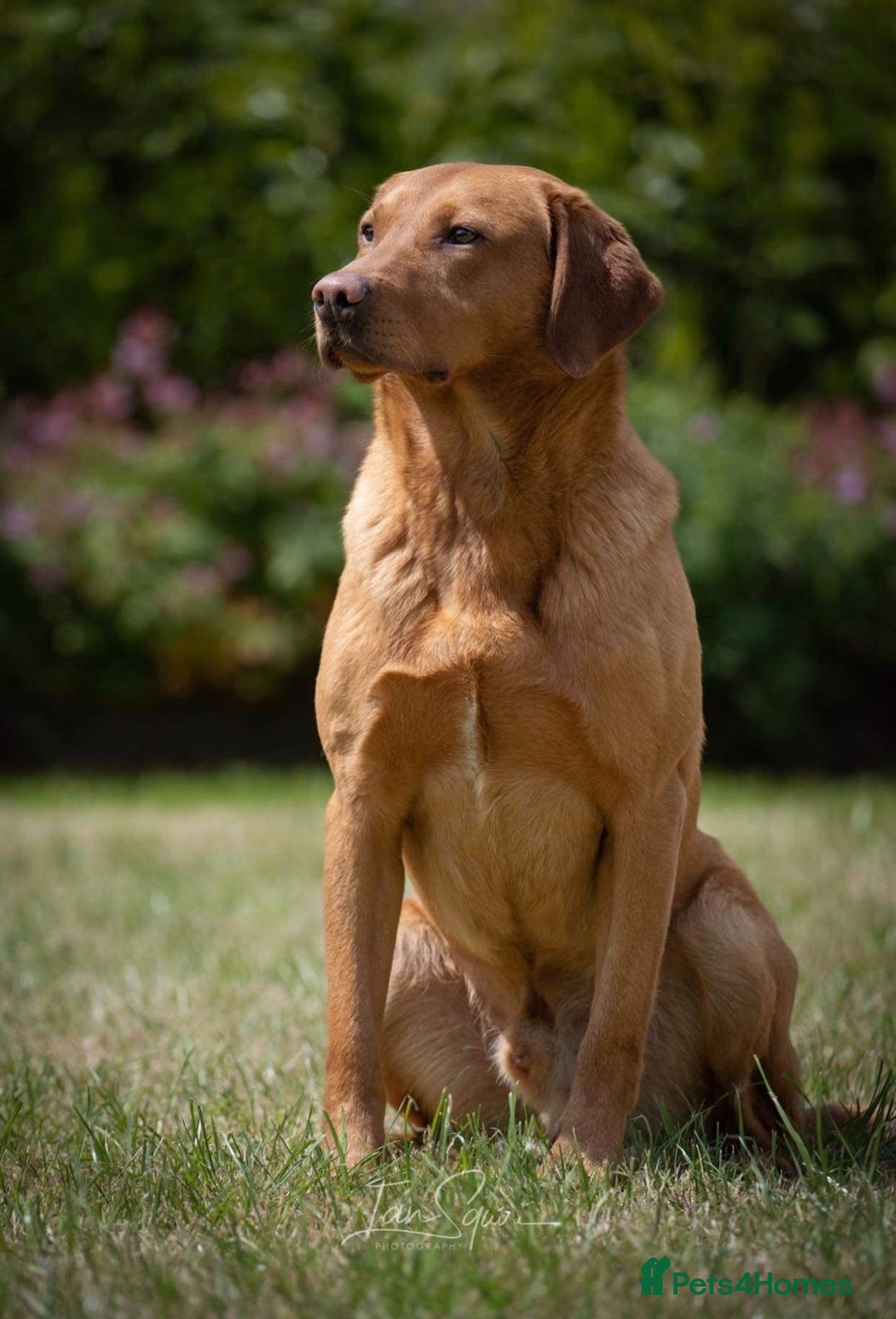 Labrador Retriever dogs for sale: ✨Gorgeous Labrador Puppies Ready for New Homes! ✨ - Image 16