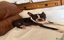 Boston Terrier dogs for sale: K.C. BEAUTIFUL BOSTON TERRIER PUPPIES - Image 15