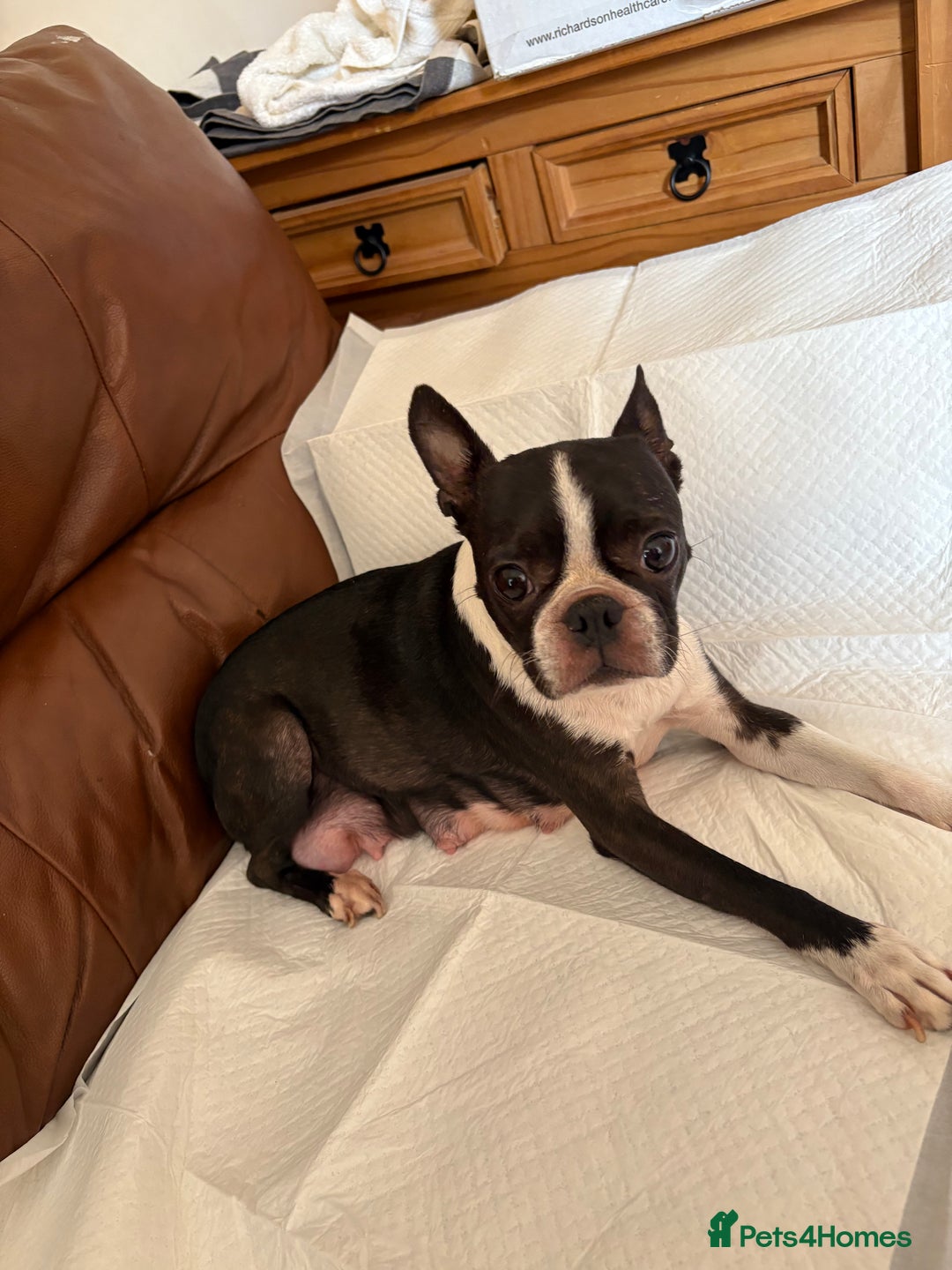 Boston Terrier dogs for sale: K.C. BEAUTIFUL BOSTON TERRIER PUPPIES - Image 15