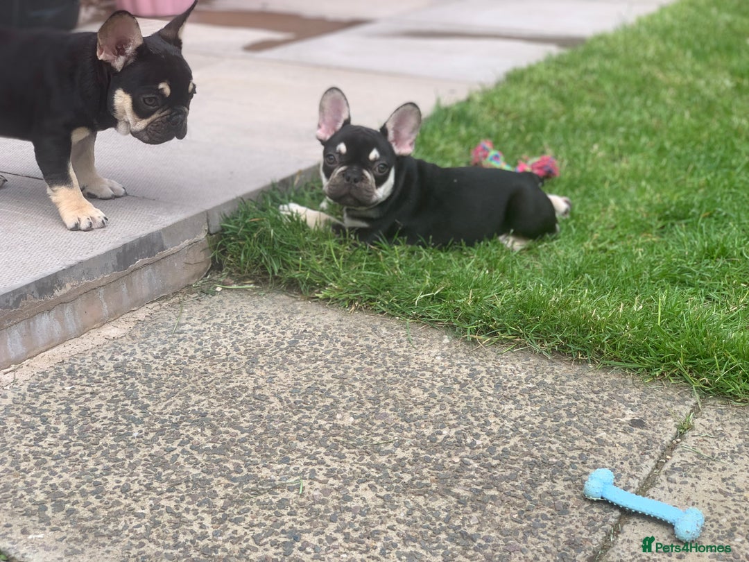 French Bulldog dogs for sale: 2 beautiful french bulldog puppies available  in Oldbury - Image 17