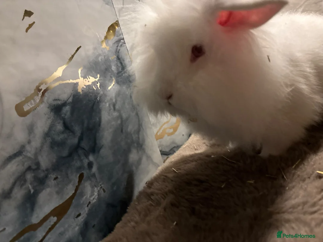 Angora rabbits for sale: 10 week old teddy widder Buck  - Advert 2
