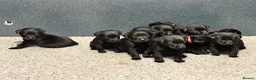 Labrador Retriever dogs for sale: Outstanding KC Reg Health Tested Black Lab Pups - Advert 7