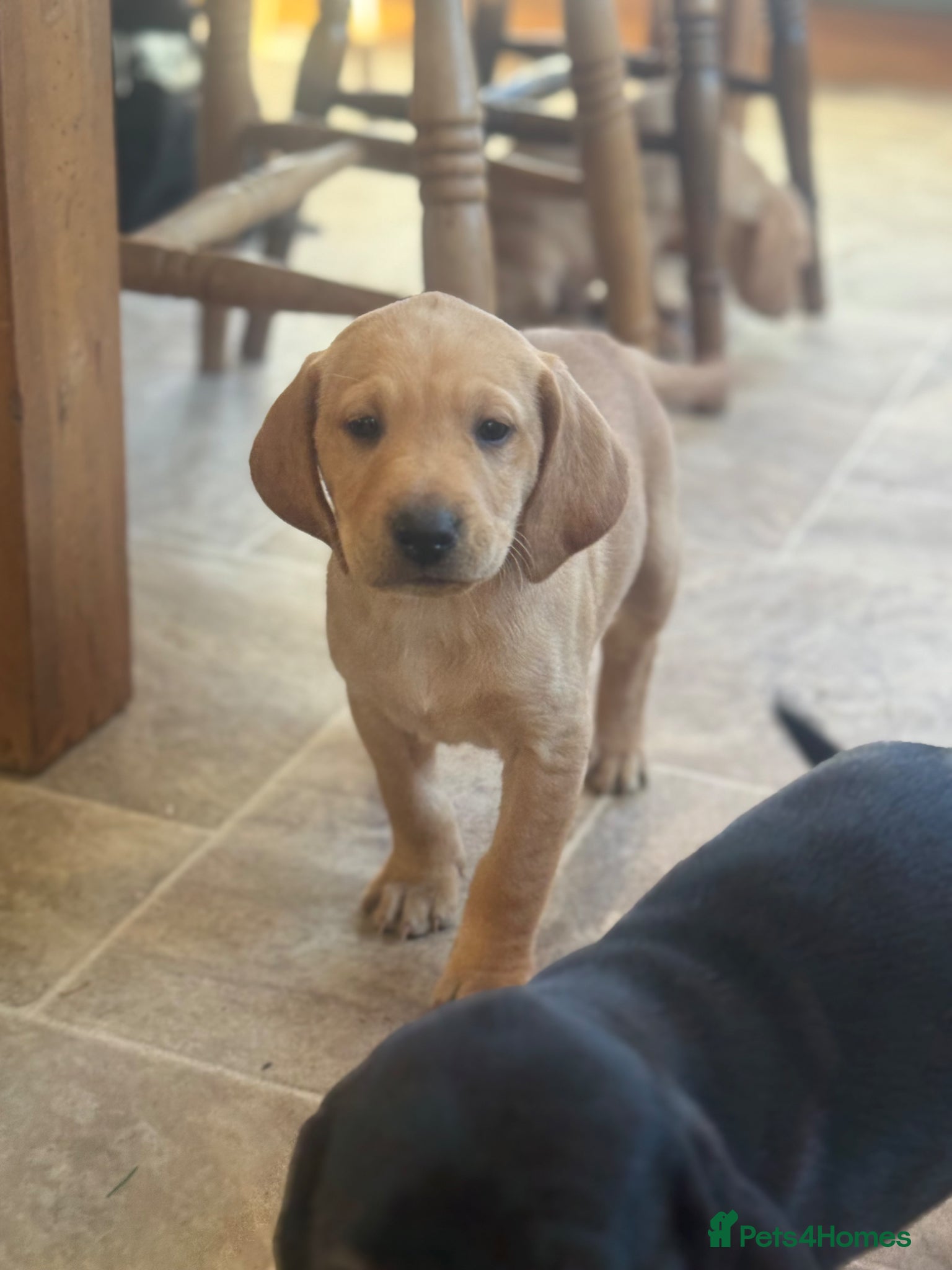 Mixed Breed dogs BEAUTIFUL LITTER  - Advert 1