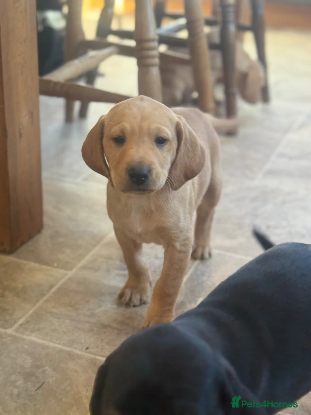 Mixed Breed dogs for sale: BEAUTIFUL LITTER  - Advert 1