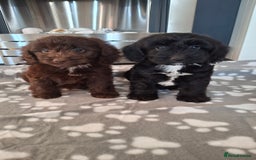 Cockapoo dogs for sale: Health tested show type cockapoo puppies! - Image 9