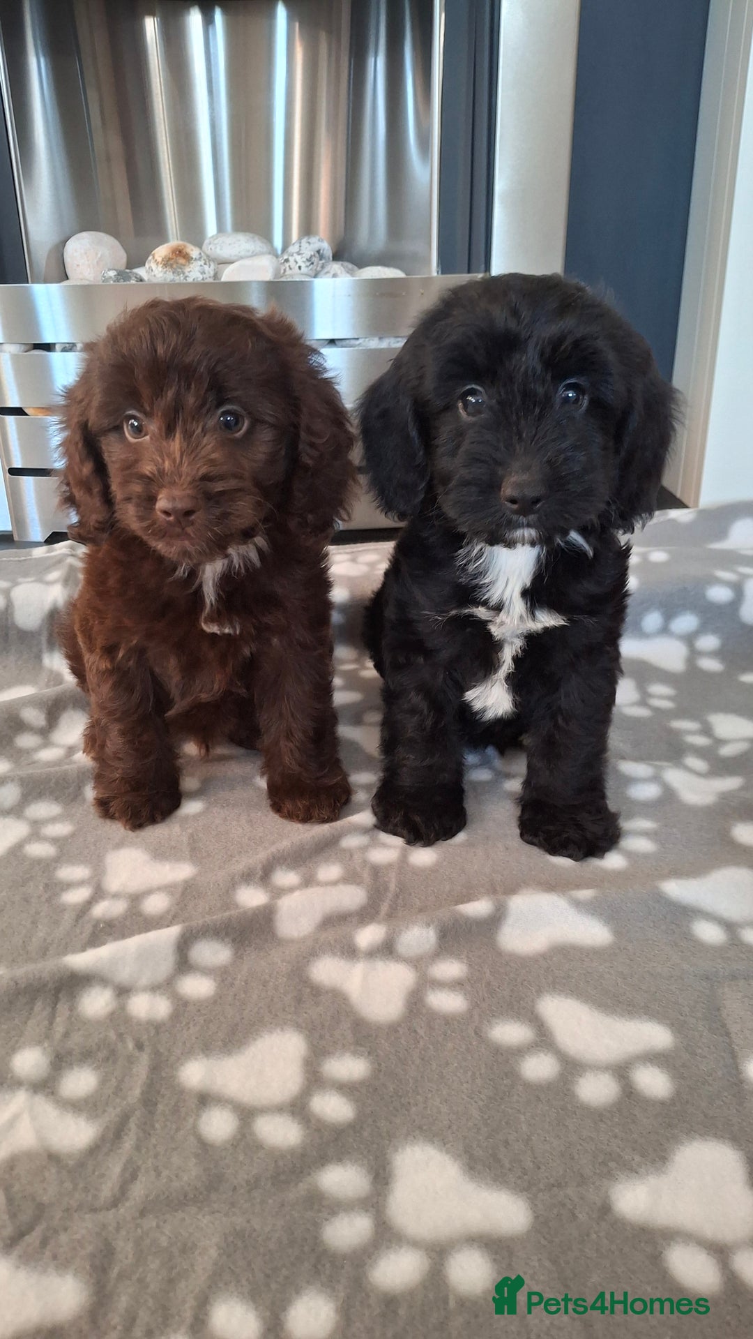 Cockapoo dogs for sale: Health tested show type cockapoo puppies! - Image 9