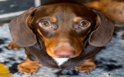 Miniature Dachshund dogs for sale: 💙💙 Adorable Kc miniature dachshund boy 💙 - Image 1