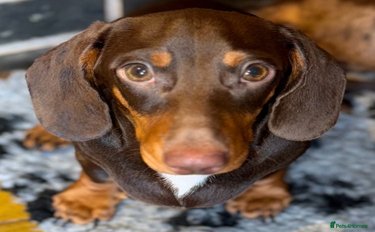 Miniature Dachshund dogs - Advert 16