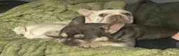 French Bulldog dogs for sale: Good boys for good homes  - Advert 2