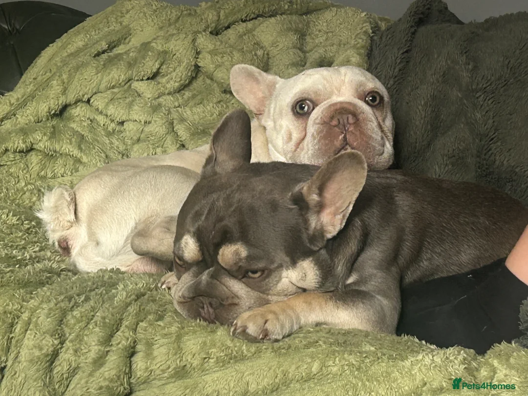 French Bulldog dogs for sale: Good boys for good homes  - Advert 2
