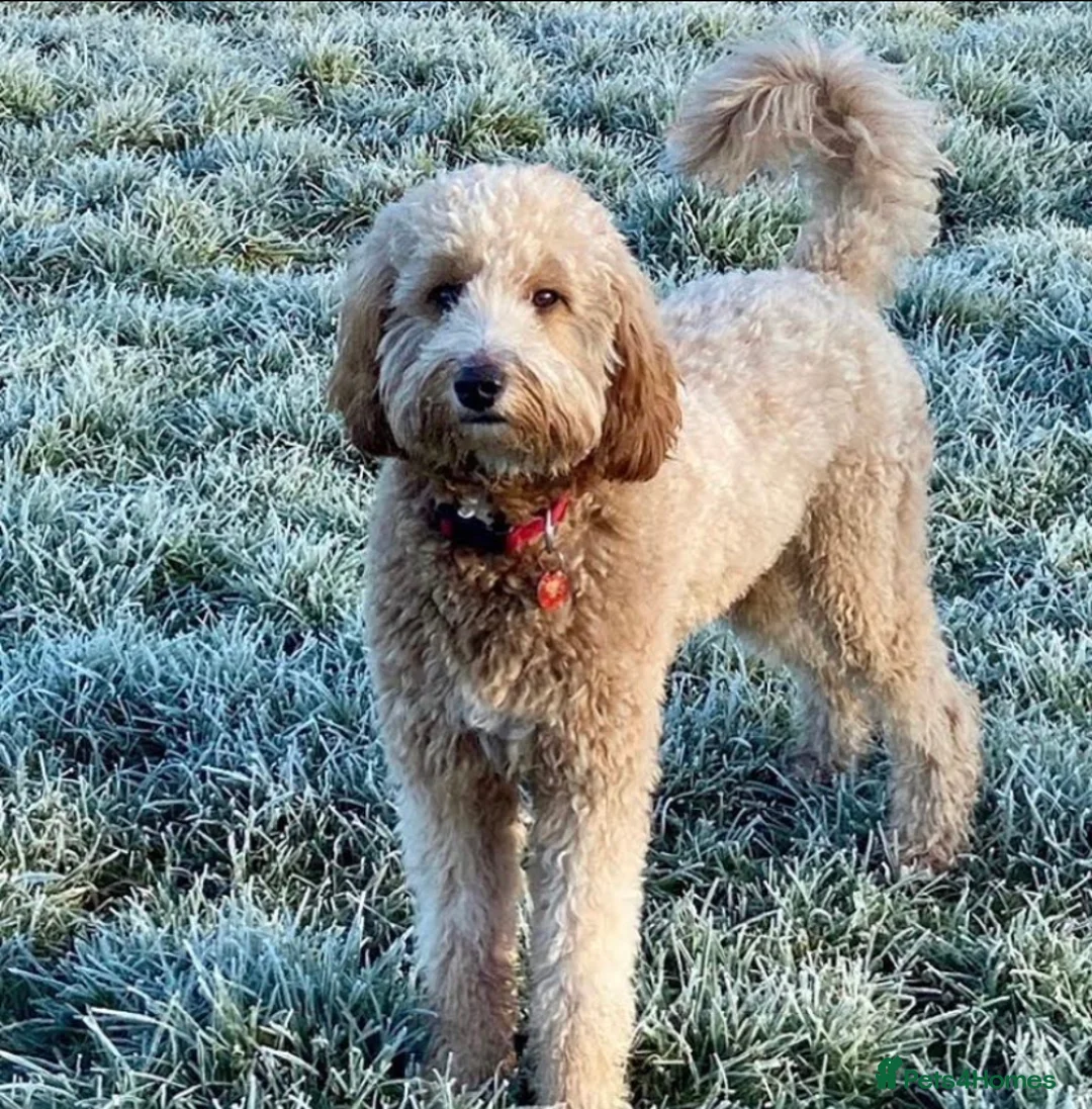 Goldendoodle dogs for stud: Alfie, Proven Goldendoodle for stud-Health Tested in Southport - Advert 12
