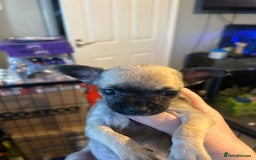 Chihuahua dogs for sale: Baby Chihuahuas - Image 1
