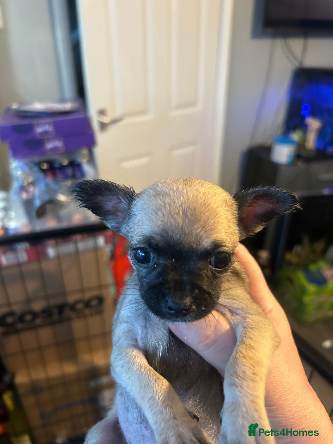 Chihuahua dogs for sale: Baby Chihuahuas - Image 1