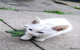 European cats for sale: Cats  - Image 3