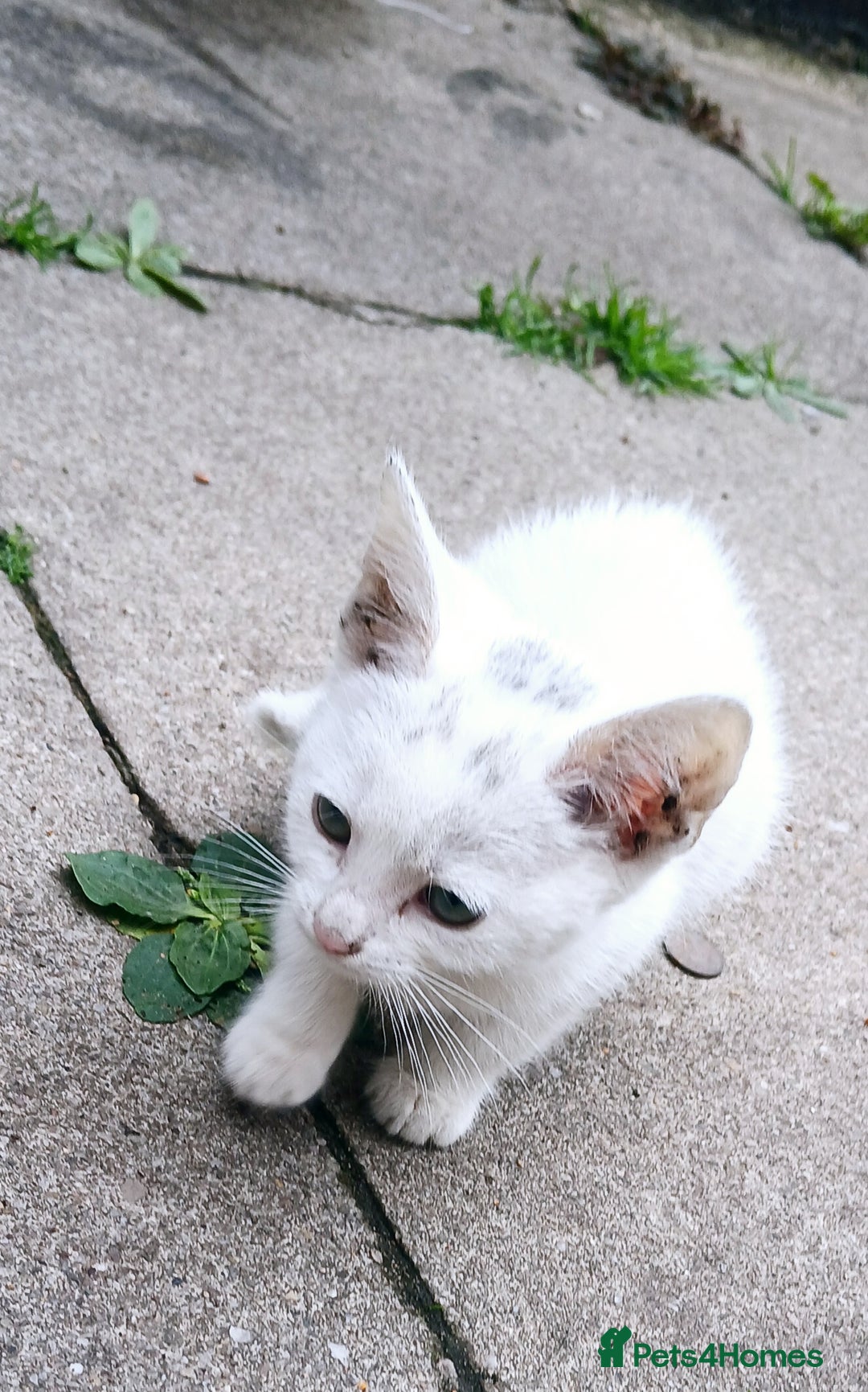 European cats for sale: Cats  - Image 3