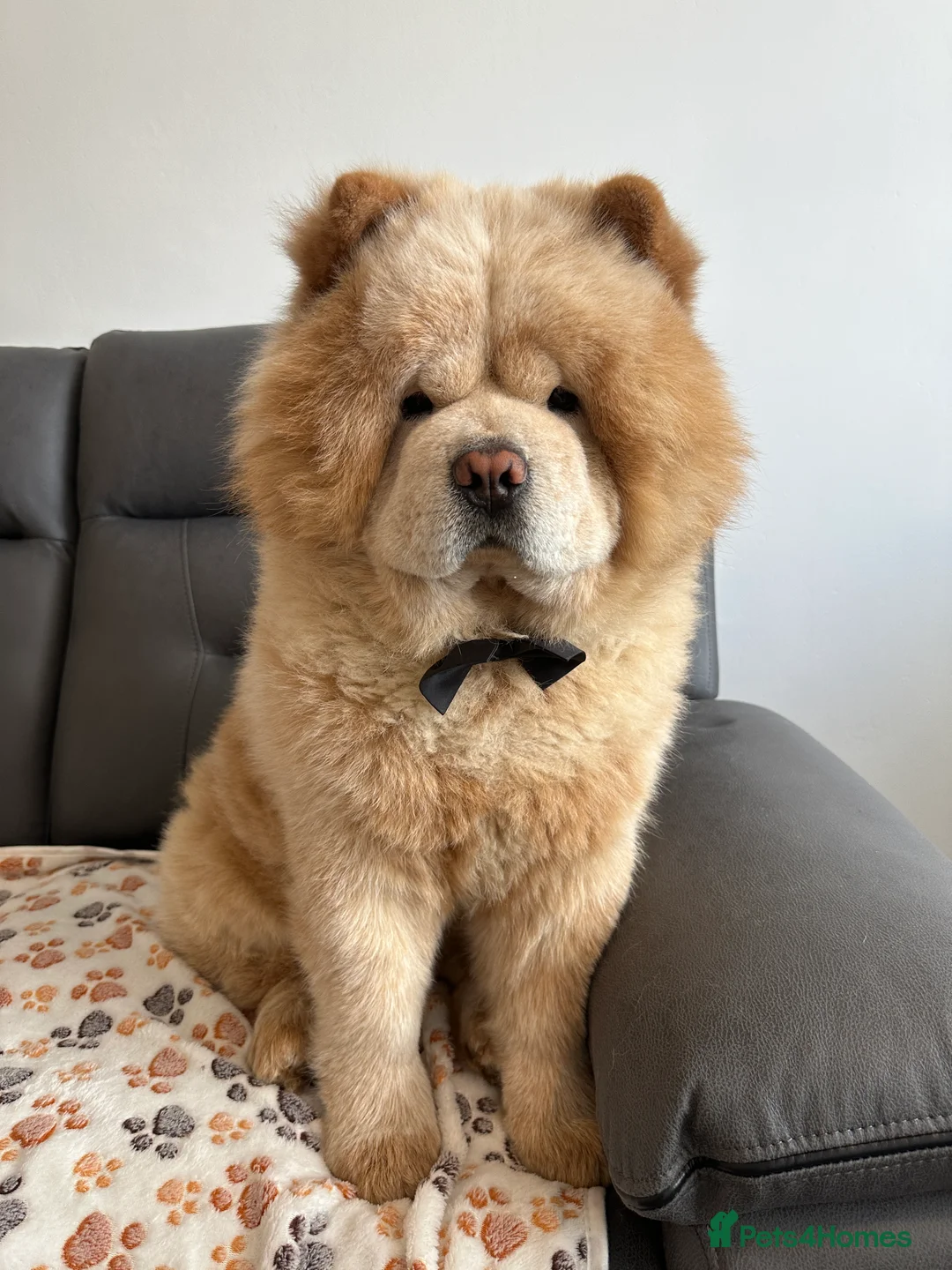 Chow Chow dogs for stud: Mickey: Charming Cream-Colored Stud in Aberdeen - Advert 4