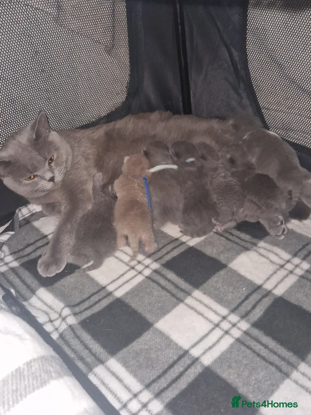 British Shorthair cats for sale:  Gccf British shorthair kittens champion lines 🏆 - Advert 8