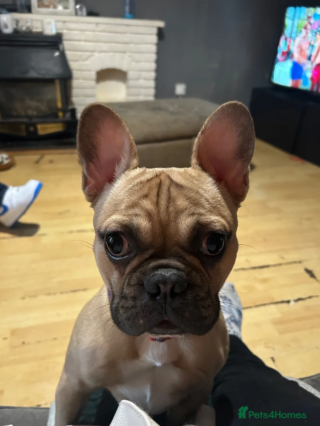 French Bulldog dogs for sale: French bulldog 3 years old  - Advert 2