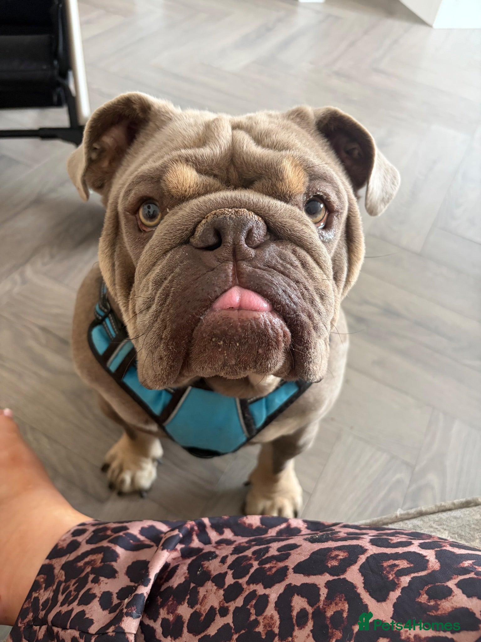 English Bulldog dogs KC Reg English bulldog available for stud - Advert 1
