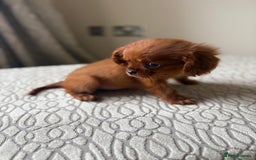 Miniature Poodle dogs for sale: 1 rubyKing Charles Cavalier health tested parents  - Image 4