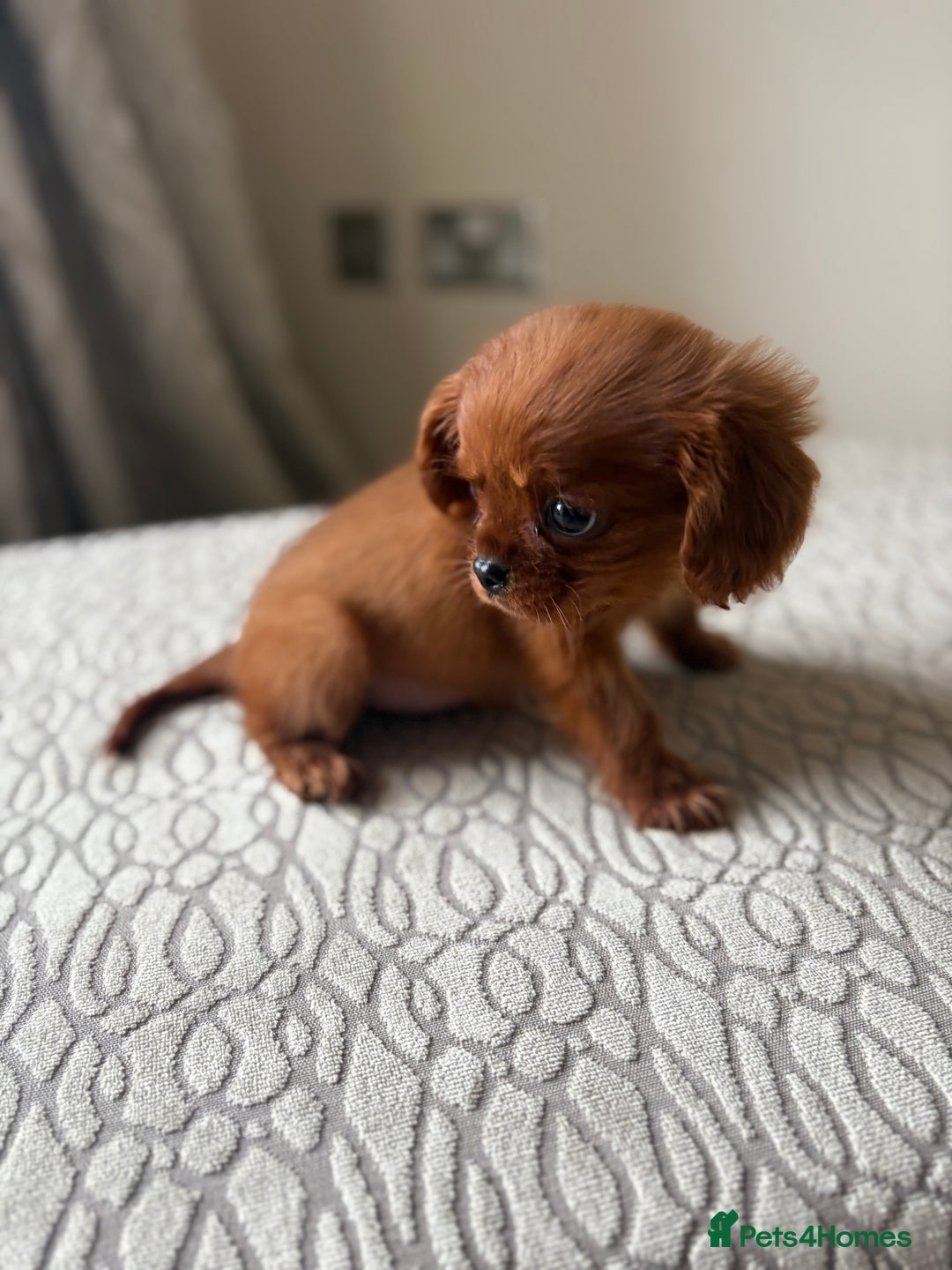 Miniature Poodle dogs for sale: 1 rubyKing Charles Cavalier health tested parents  - Image 4