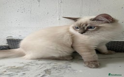 Ragdoll cats for sale: GCCF full pedigree ragdoll kittens  - Image 8