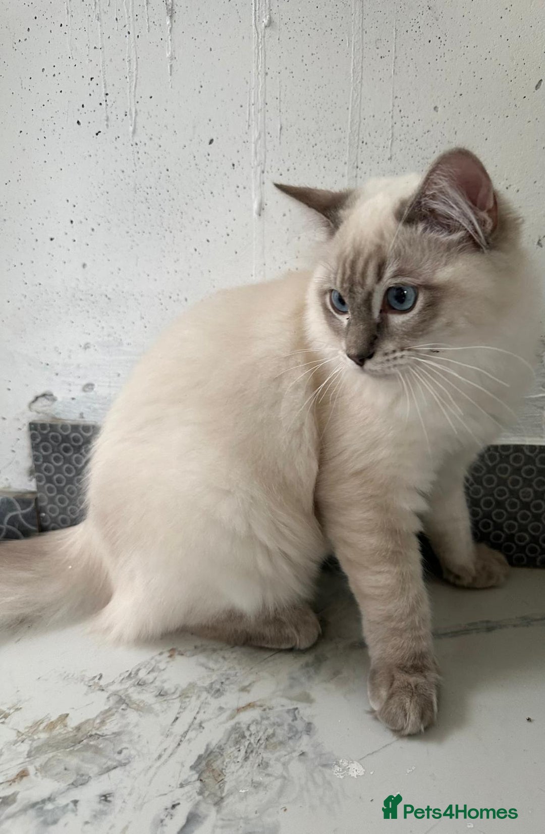 Ragdoll cats for sale: GCCF full pedigree ragdoll kittens  - Image 8