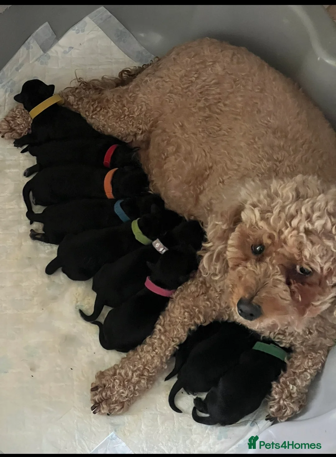 Mixed Breed dogs for sale: 🐶🐾cavaschnauzer🐾🐶 - Advert 1