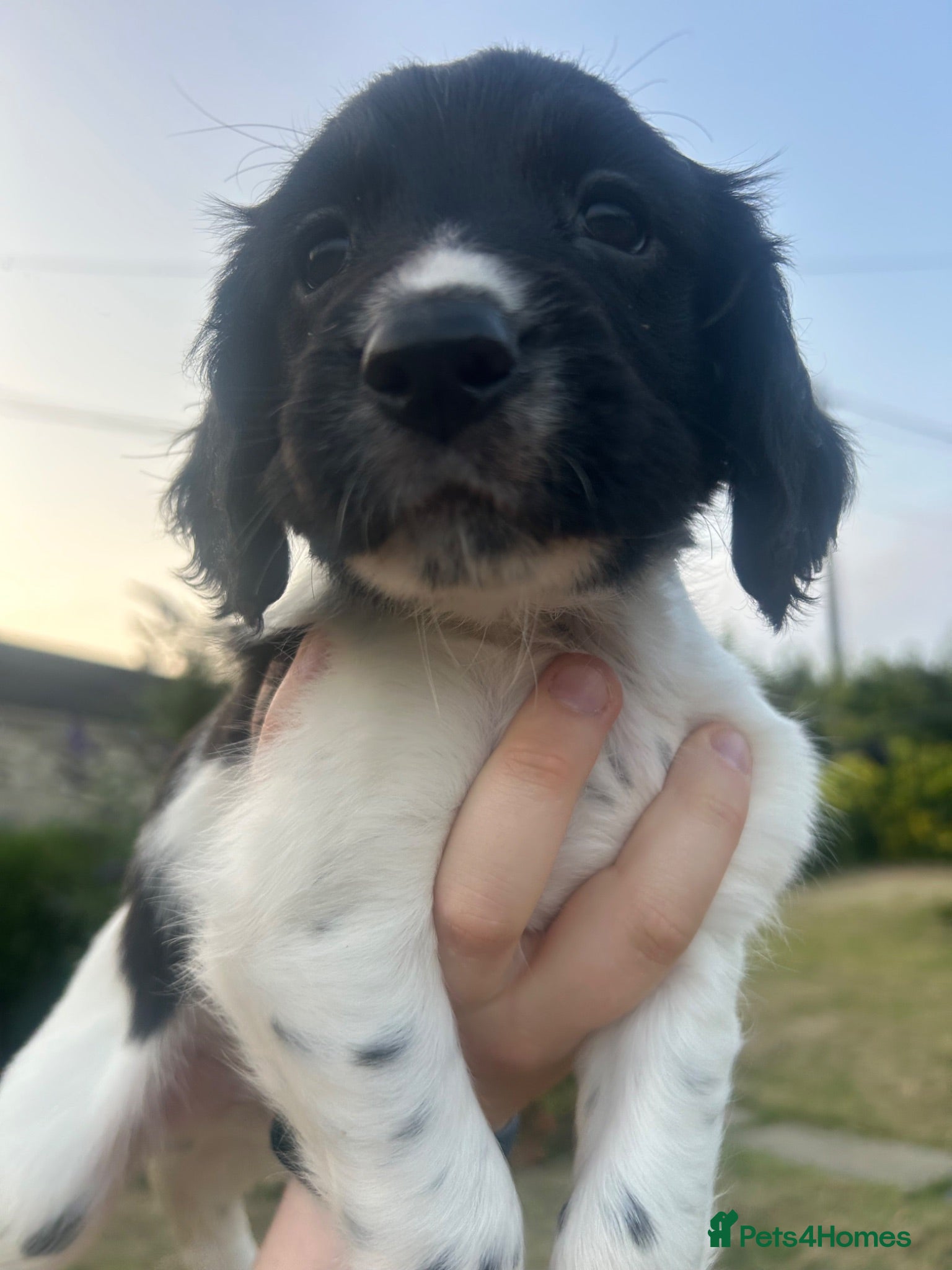 Sprocker dogs 3/4 cocker 1/4 springer pups  - Advert 1