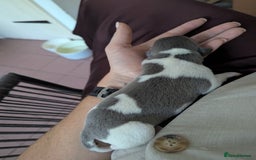 Whippet dogs for sale: Whippet Puppies for sale - Image 8