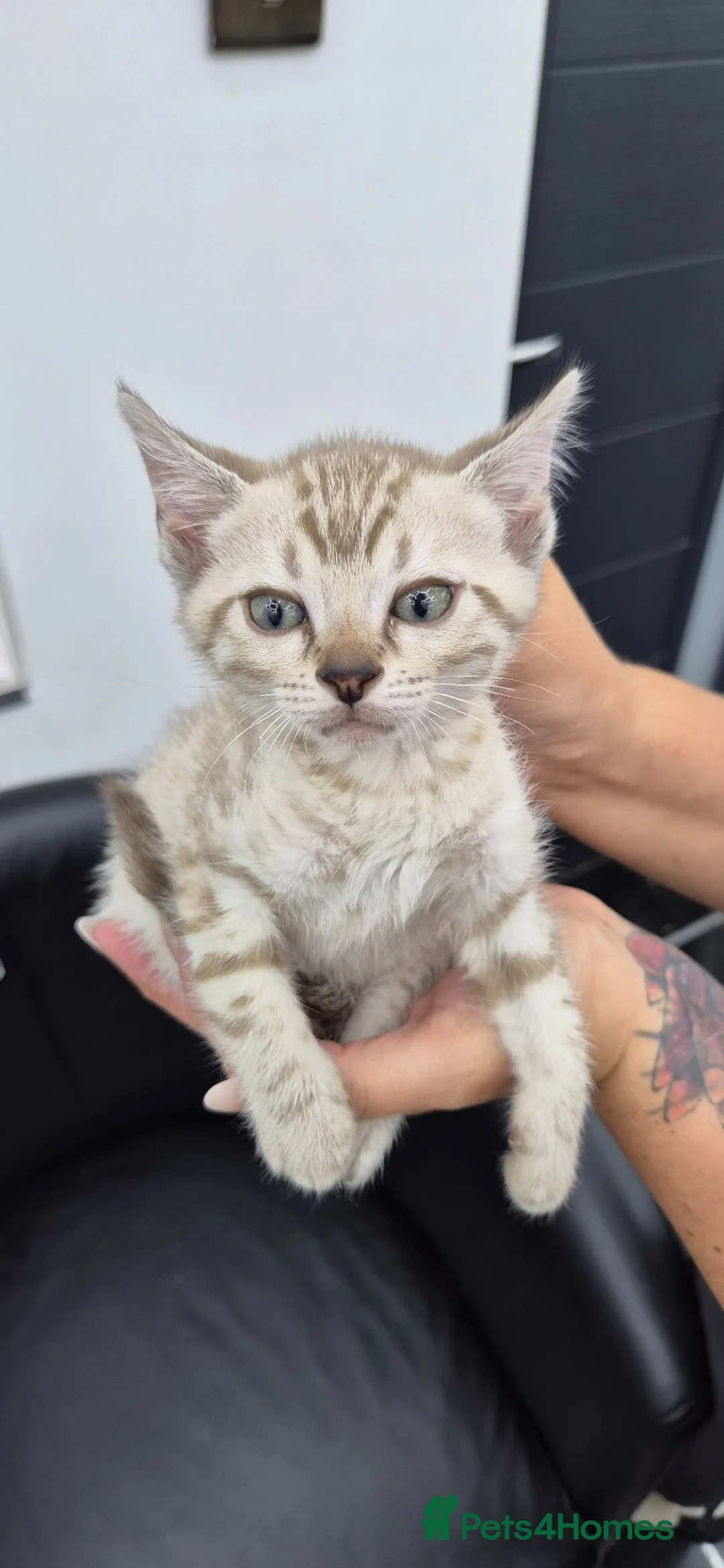 Bengal cats for sale: £500!!!Bengal kittens lovely colours - Advert 32