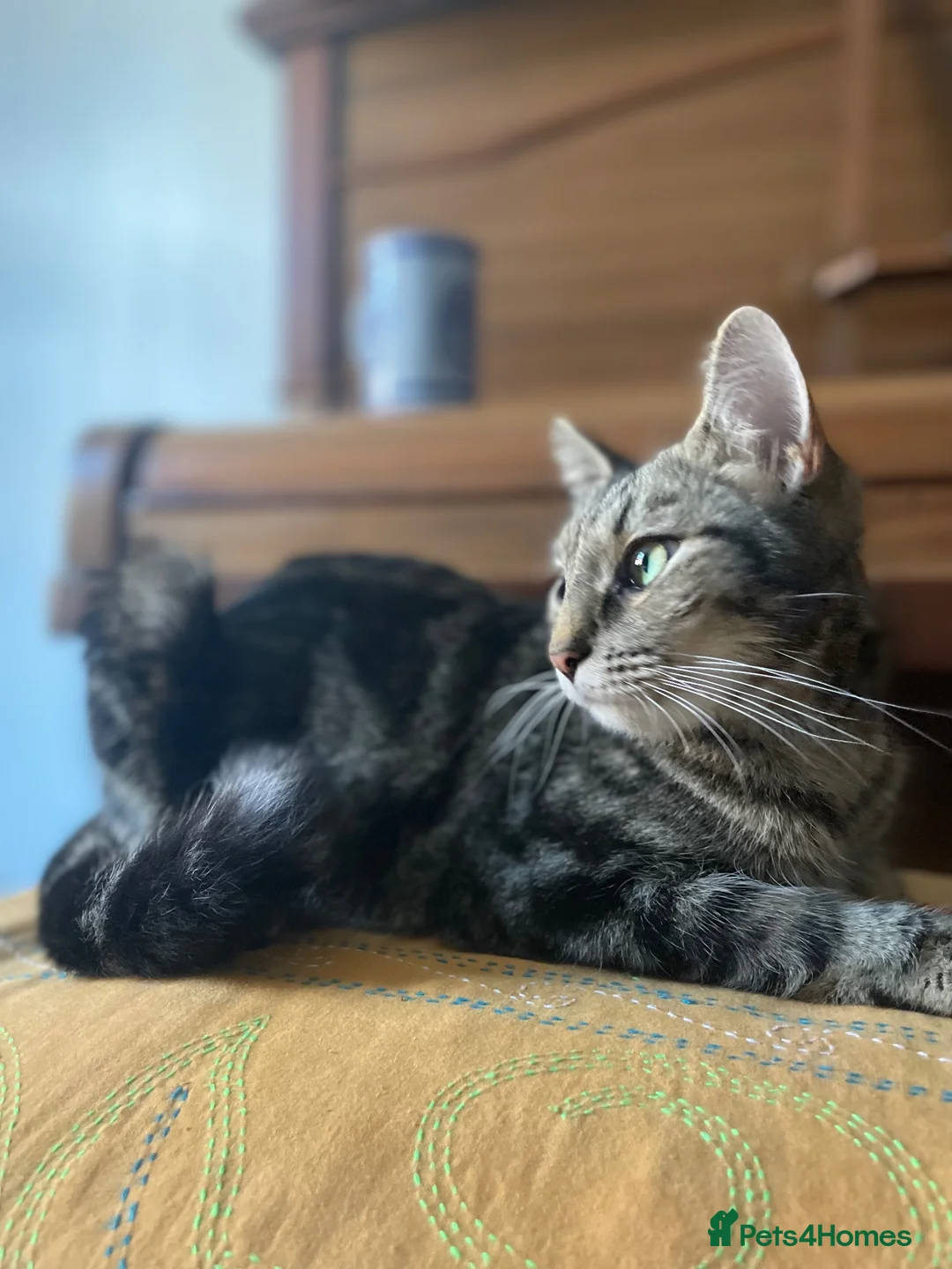 Domestic Shorthair cats for adoption: Pixie, friendly 1 year old girl  - Advert 5
