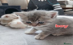 British Shorthair cats for sale: Slodziaki - Image 6