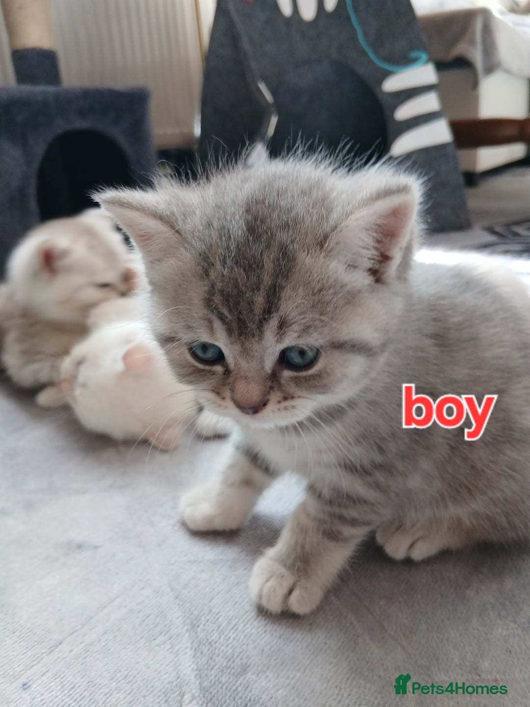 British Shorthair cats for sale: Slodziaki - Image 6