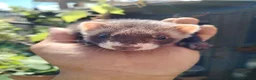 Ferret rodents for sale: 2 female ferret sisters  - Advert 3