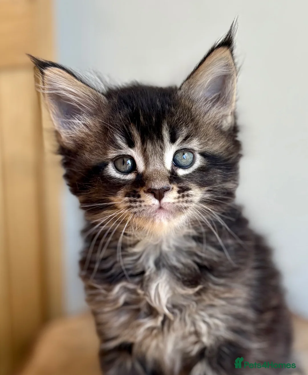 Maine Coon cats for sale: Beautiful Maine Coon kittens - Advert 1