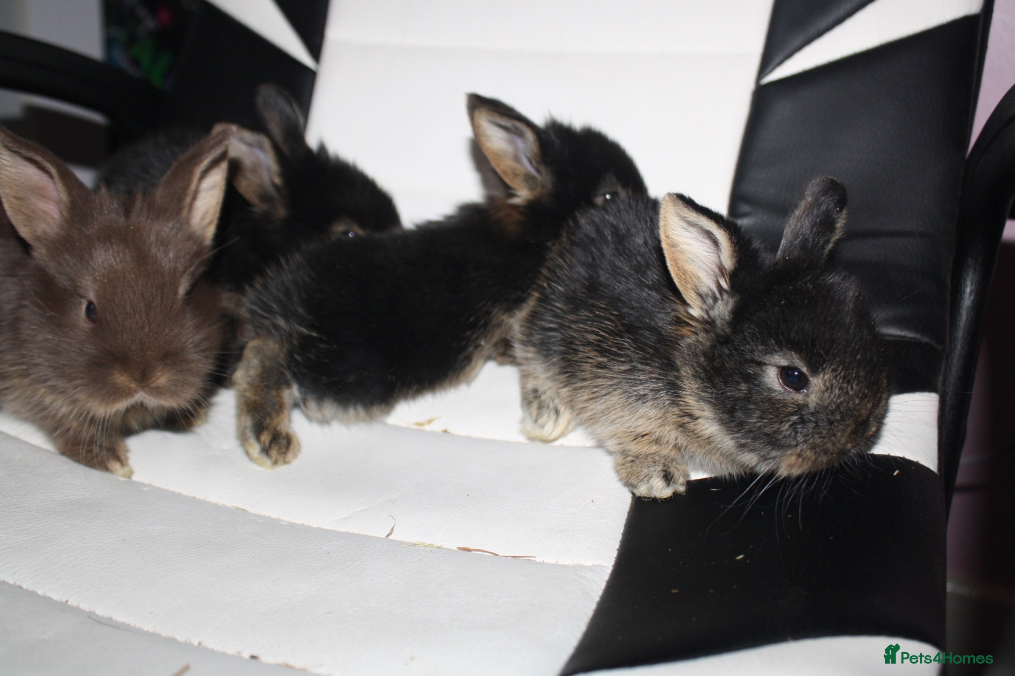 Mixed Breed rabbits Multiple rabbits (see description for info) - Advert 7