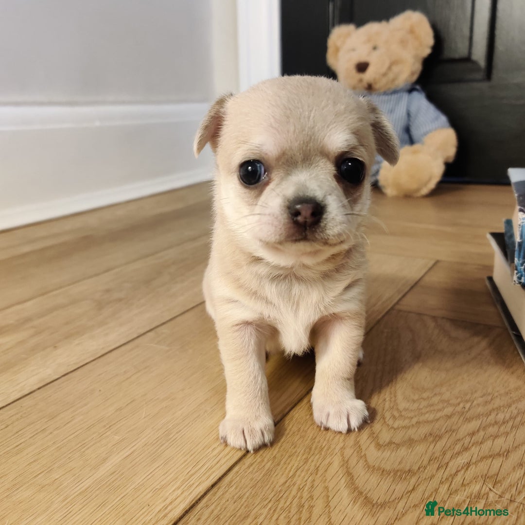 Chihuahua dogs for sale: Two Beautiful Female Chihuahua Puppies - Image 3