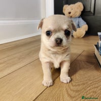 Chihuahua dogs - Advert 2