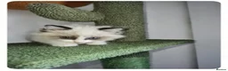 Ragdoll cats for sale: Boy Ragdoll Bicolor  - Advert 3