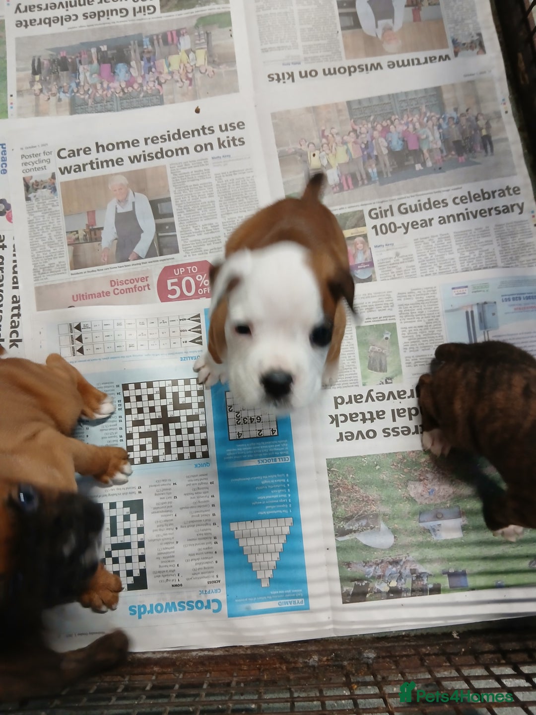 Boxer dogs for sale: Kc registered bob and tailed boxer puppies - Image 18