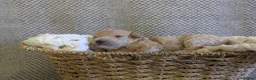 Poochon dogs for sale: F1 Poochon Puppies - Advert 15