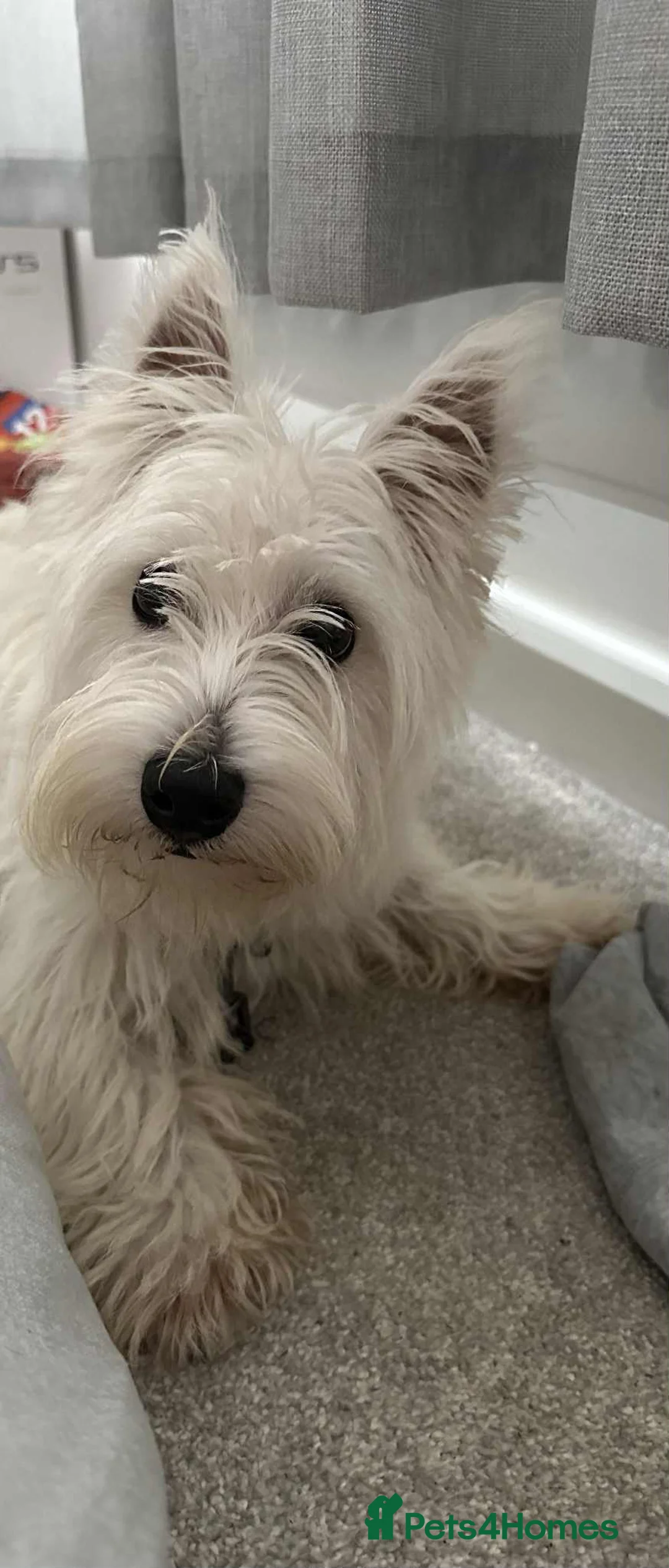 Mixed Breed dogs for sale: West Highland Terrier mixed puppies READY SUNDAY!! - Advert 13