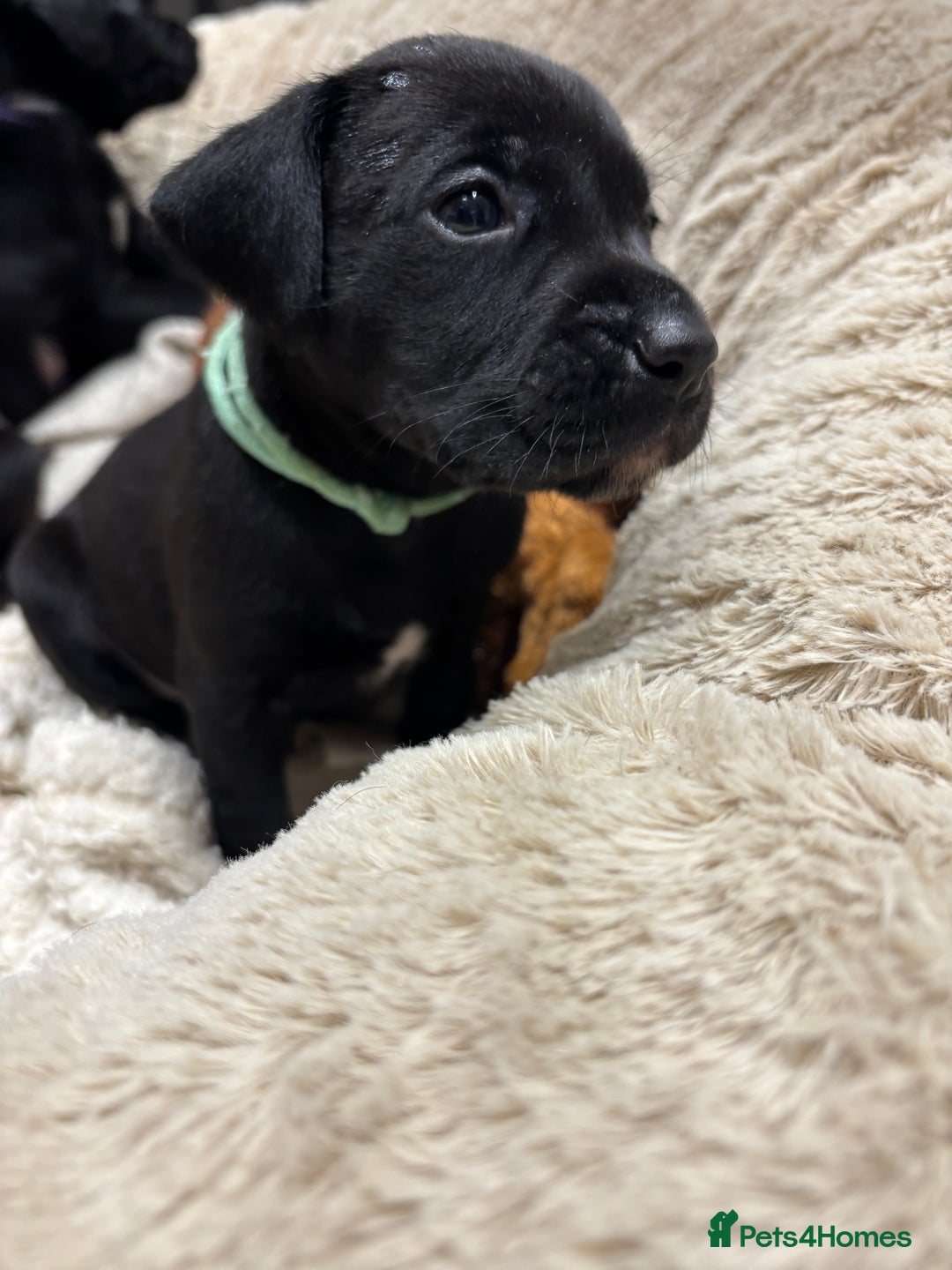 Mixed Breed dogs for sale: Dalmador puppies 3 girls left  - Advert 5